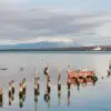 Color analog photograph of wooden posts and a small red boat in calm water along Puerto Natales Harbor in Patagonia, Chile, with mountains and a ship in the distance.